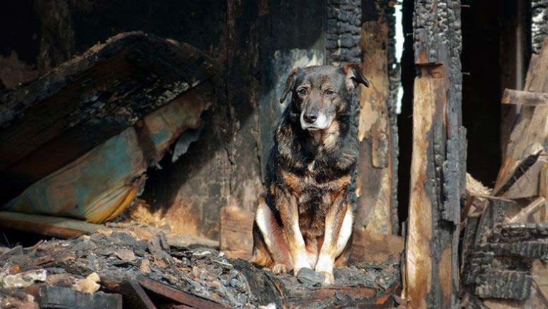 When wildfires strike animals get left behind